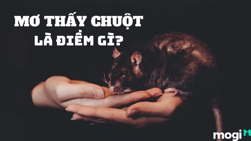 Hình ảnh chuột trong giấc mơ