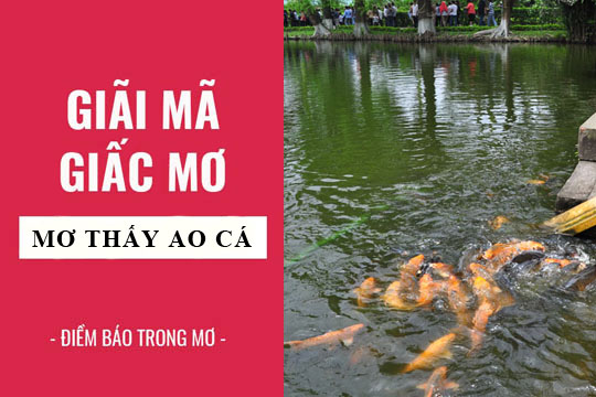 Mơ thấy hồ cá