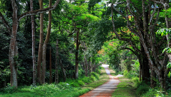 Mơ thấy rừng cây